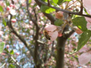 Biene an der Apfelblüte